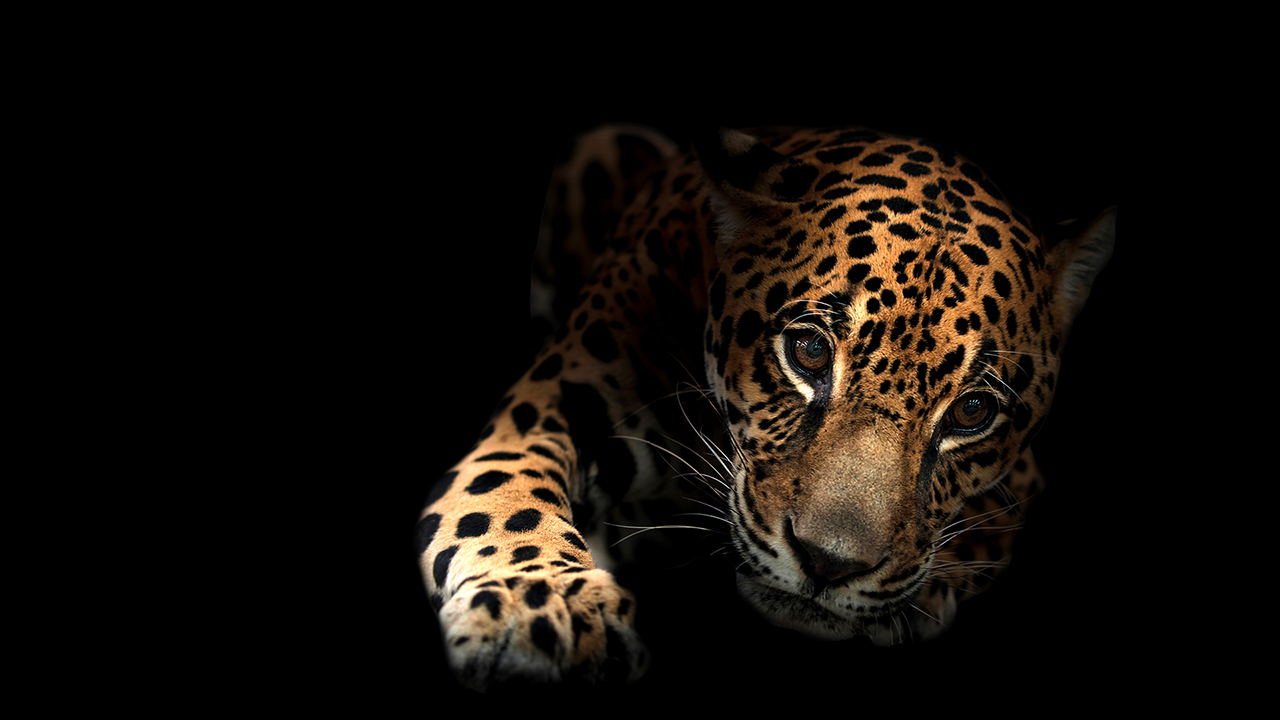 Jaguar in the Dark Dynamic Theme en PS4 | PlayStation™Store oficial