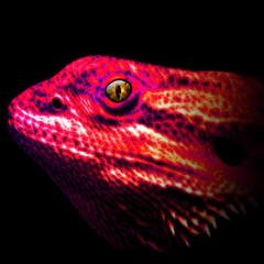 Lumi Lizard Avatar PSN avatar