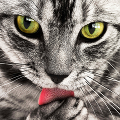 Yummy Cat Avatar PSN avatar